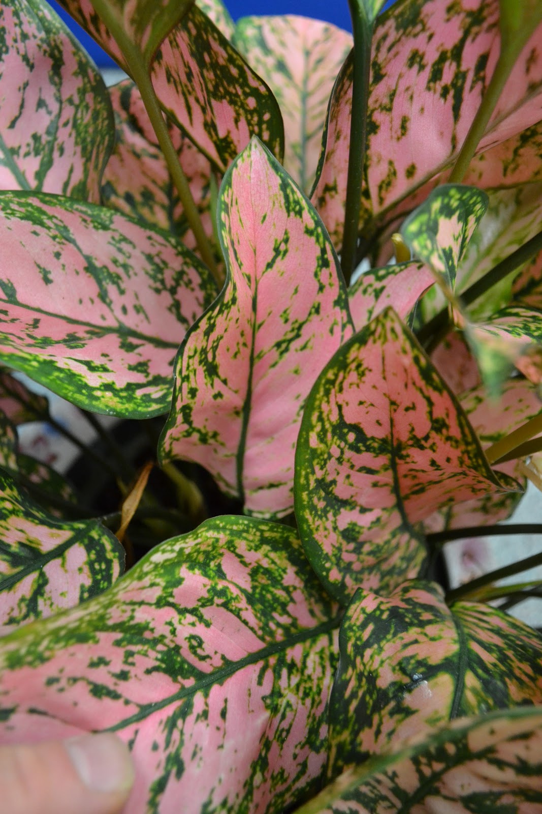 The Outlaw Gardener Aglaonema cv. ‘Valentine’